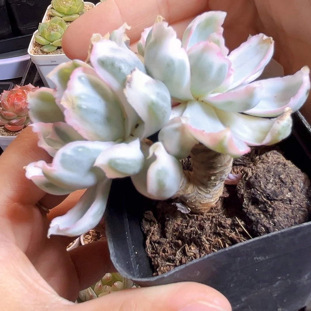 E972一物一拍 伯克利锦