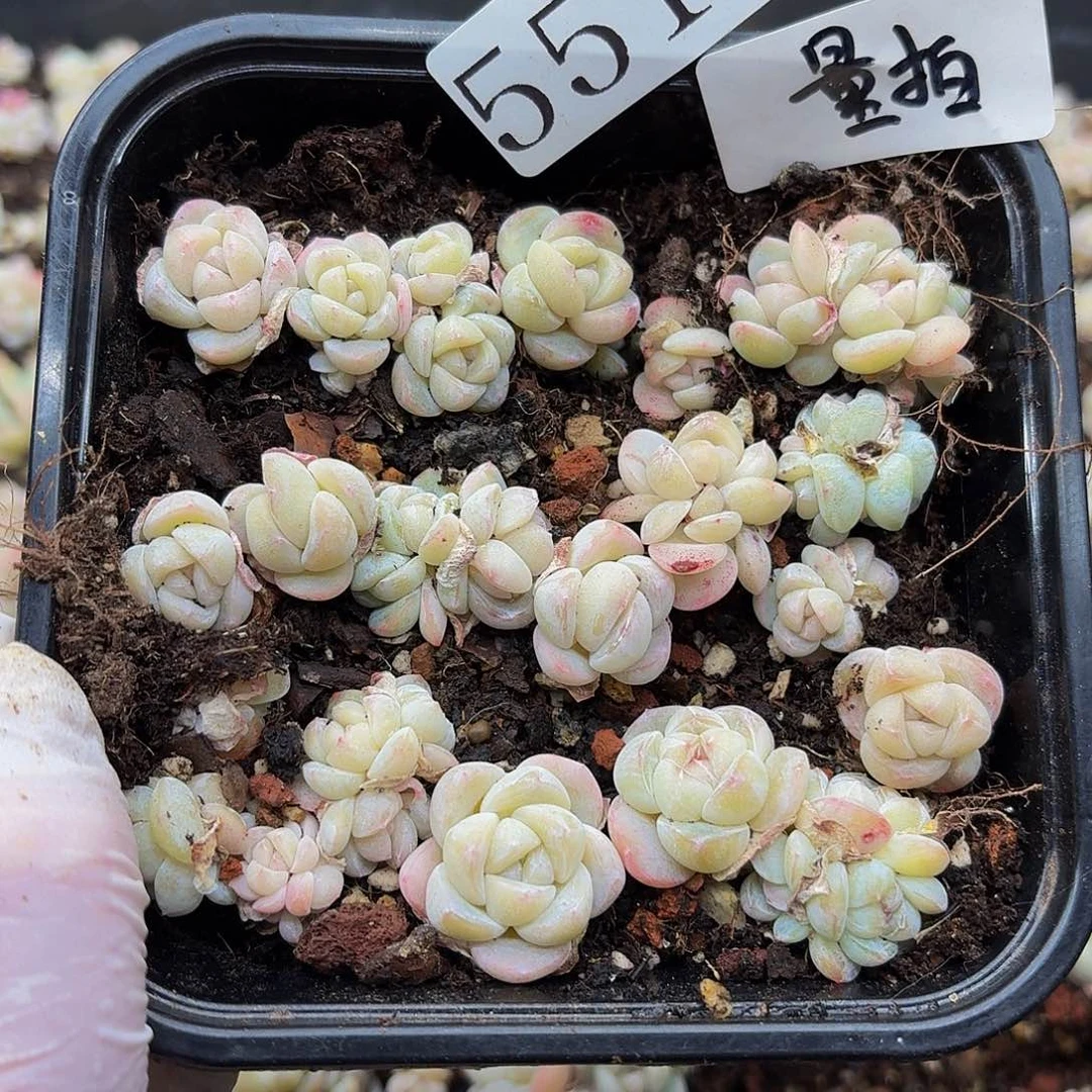 多肉植物多肉植物551量拍