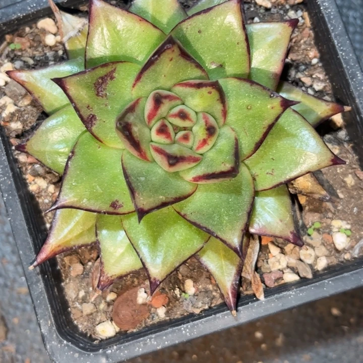 双坑凸起111111111