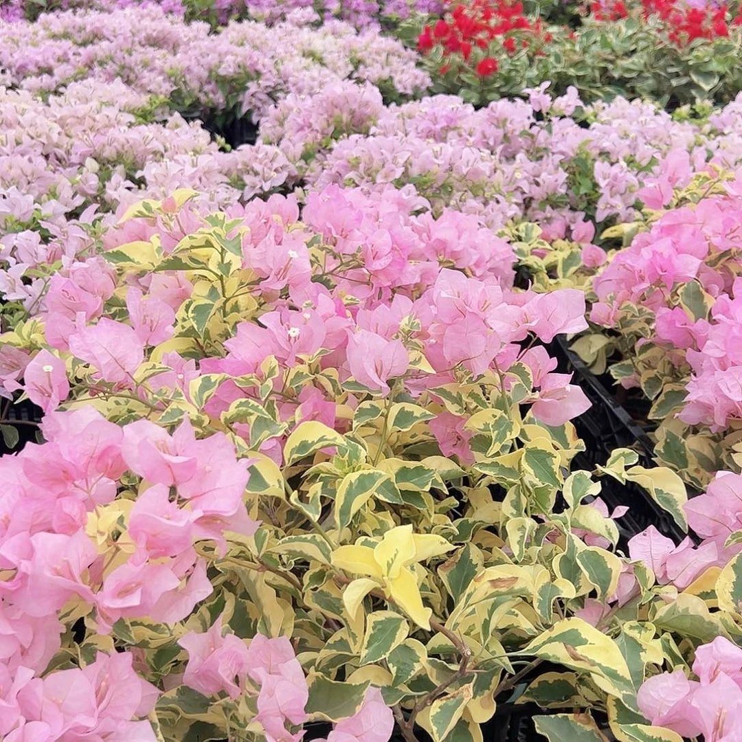 大部分花苞少量开放中国丽人掌中宝一棵