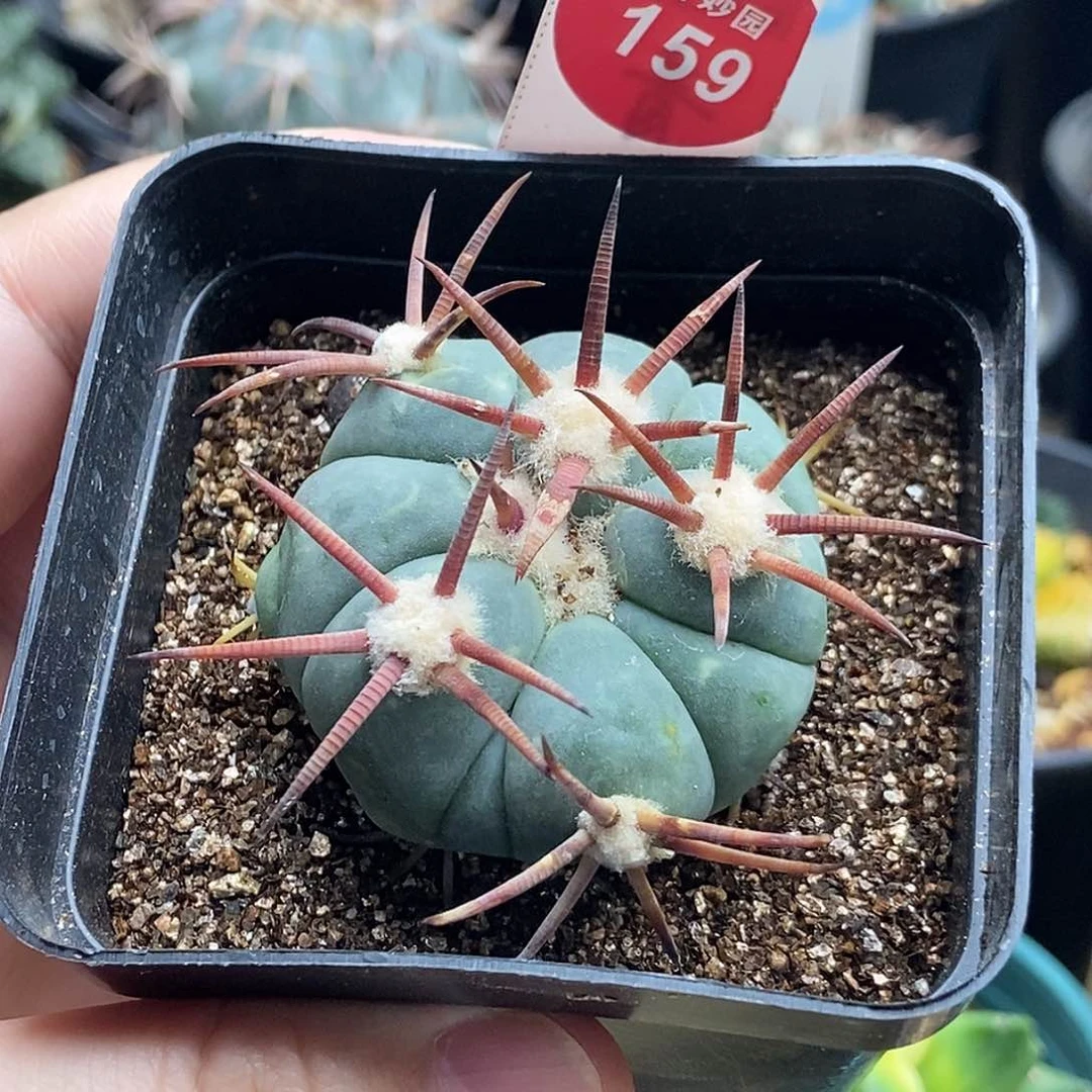 自根刚出根豪刺花王丸平丸4.3cm