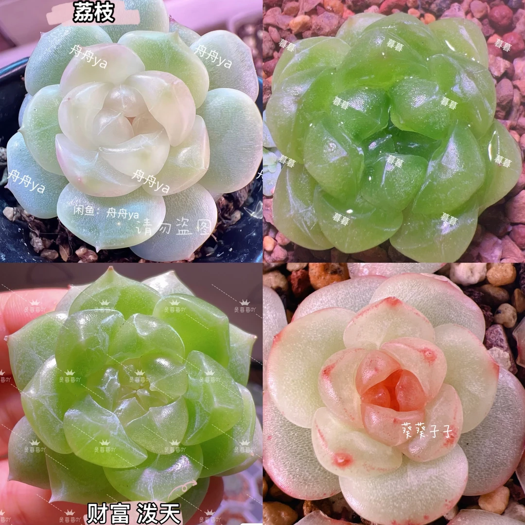 （5）甜心财富多肉5方杯链接，满16元包邮