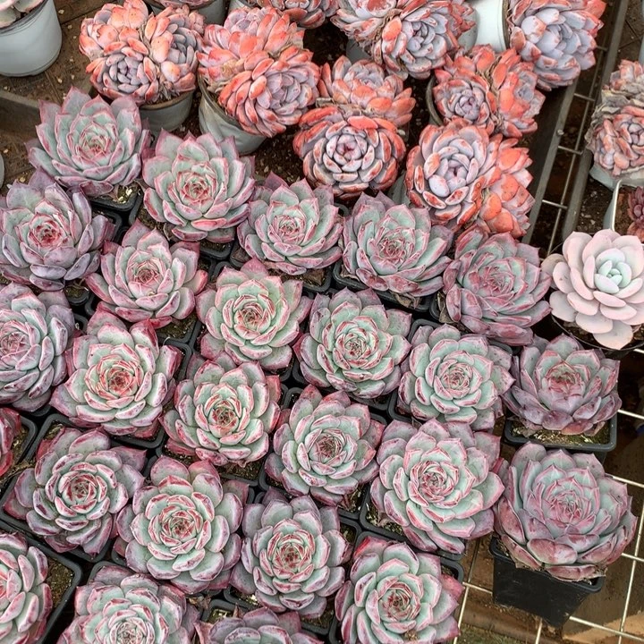 红拉糖多肉植物两单包邮