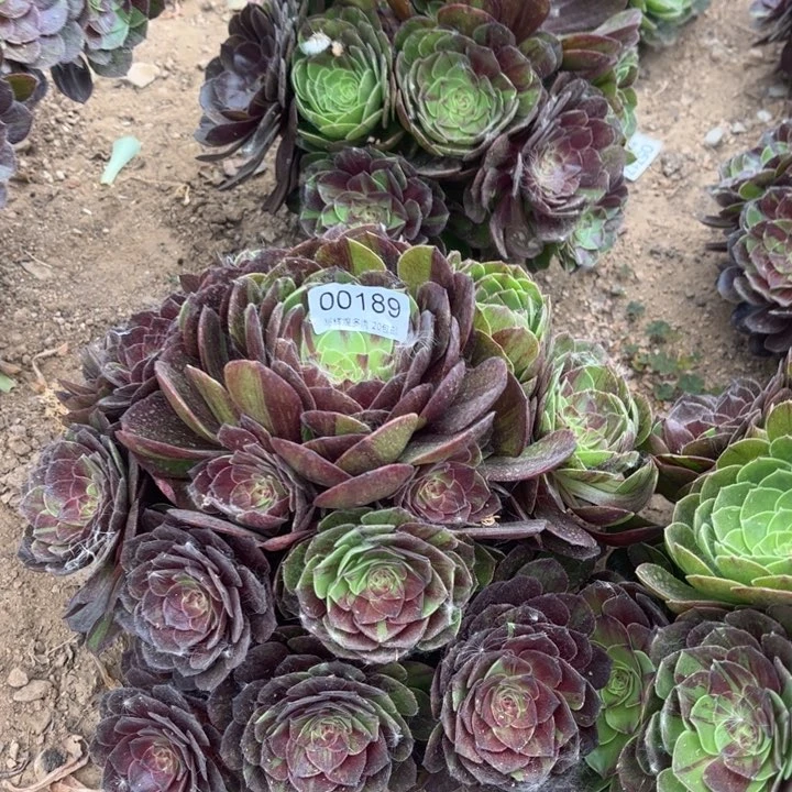 00189花月夜多肉植物