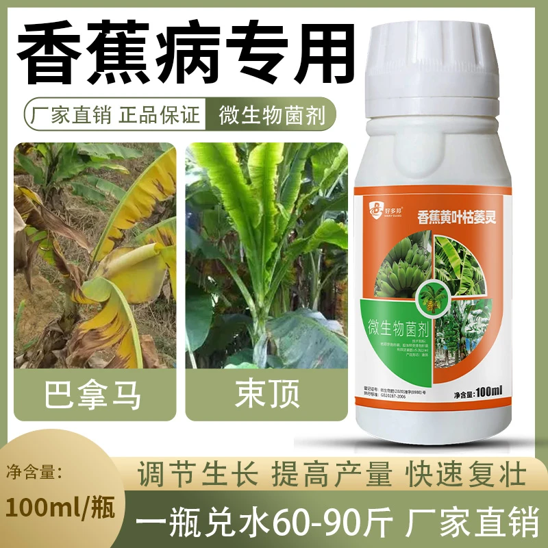 香蕉病菌清专用香蕉芭蕉黑星黄叶枯萎灰纹炭疽提质增收微生物菌剂