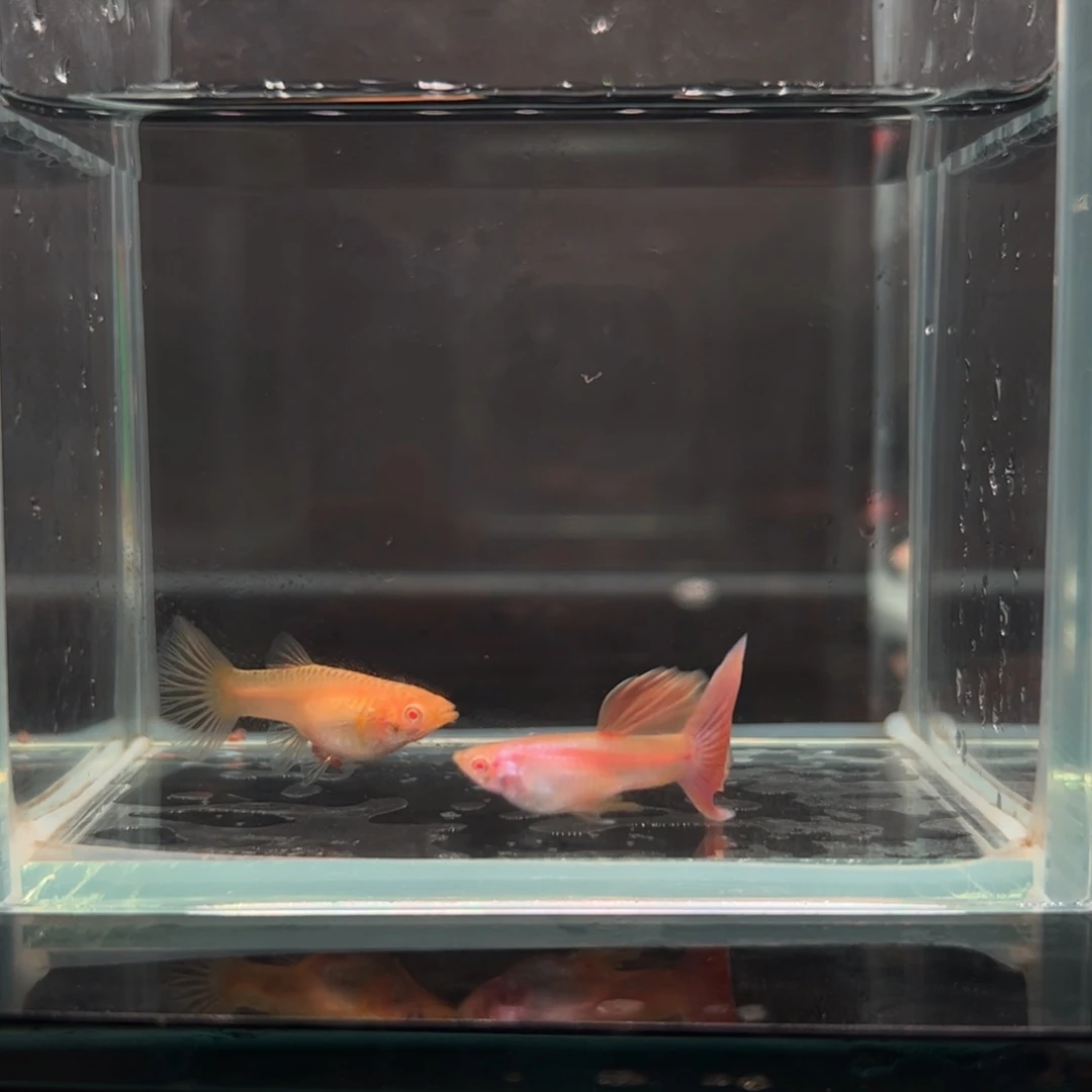 孔雀鱼莫紫白子一对