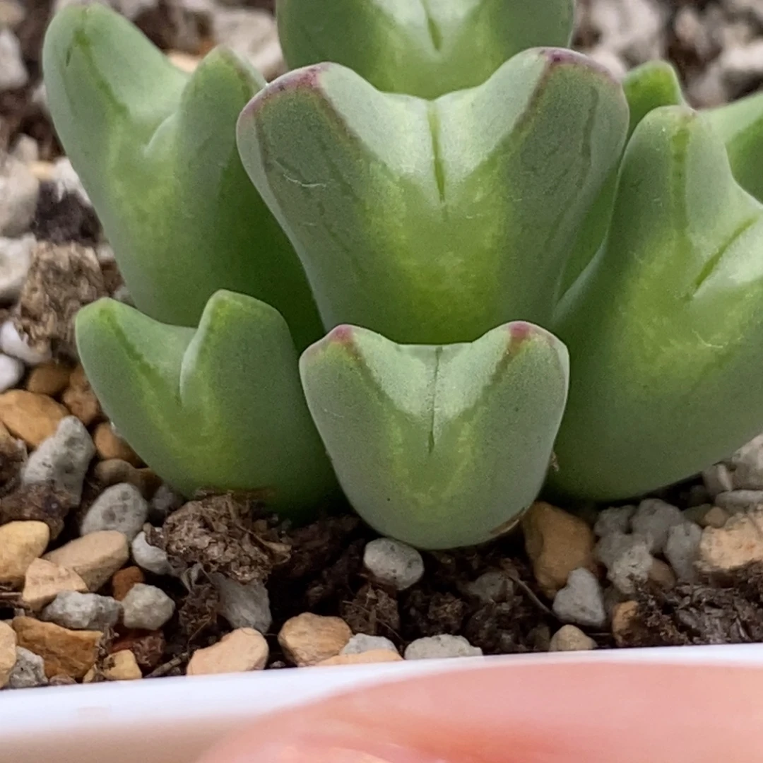 脚***a109.毛皮卡丘杂送奶工