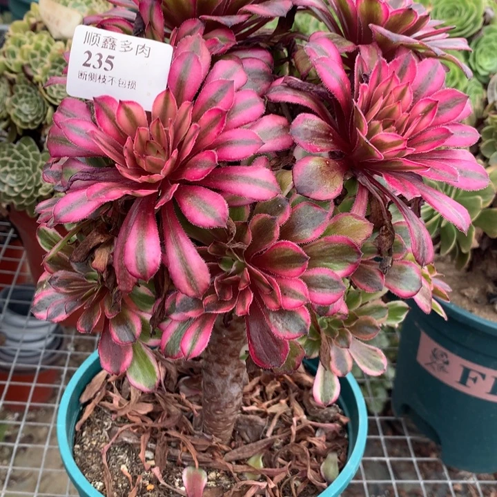 235紫铜多肉植物特价