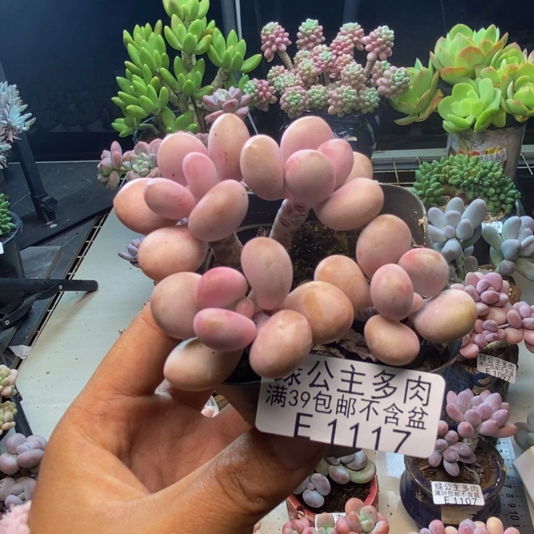 117糖果桃蛋多肉6c m