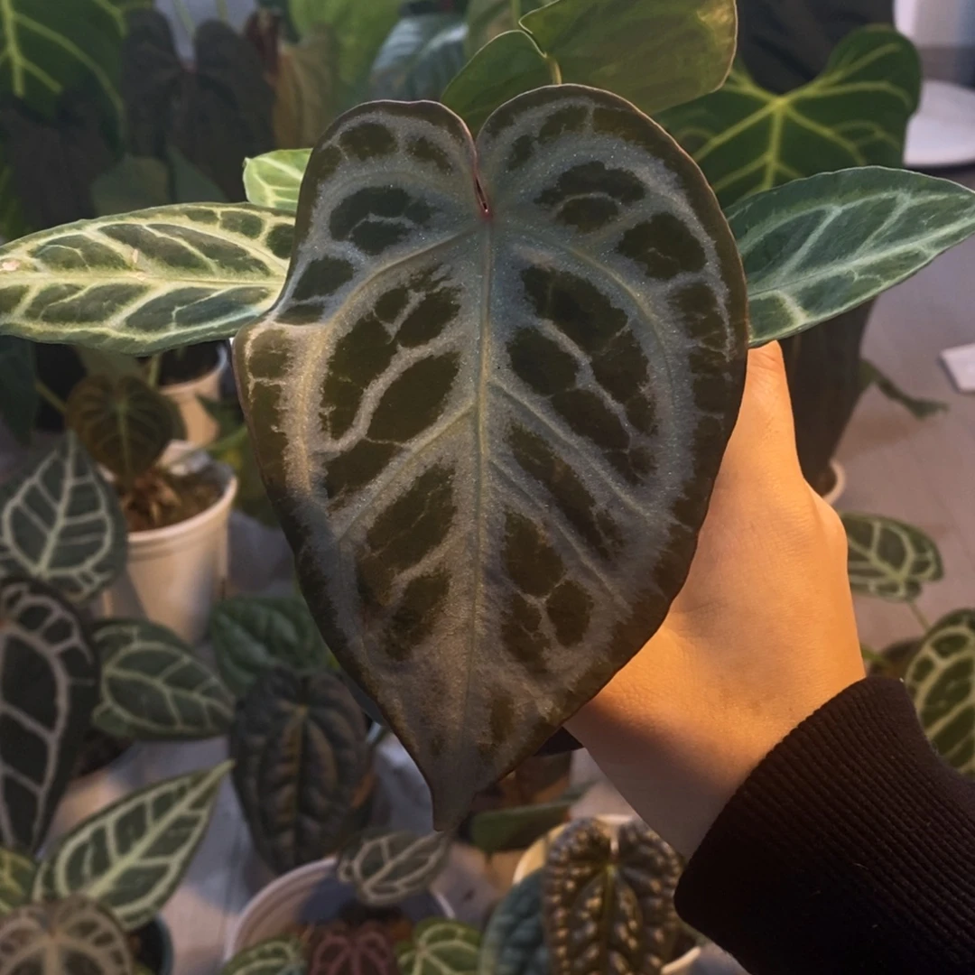 无花朵007 银银红