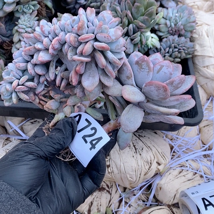 *****724 粉兔缀化哇哇哇