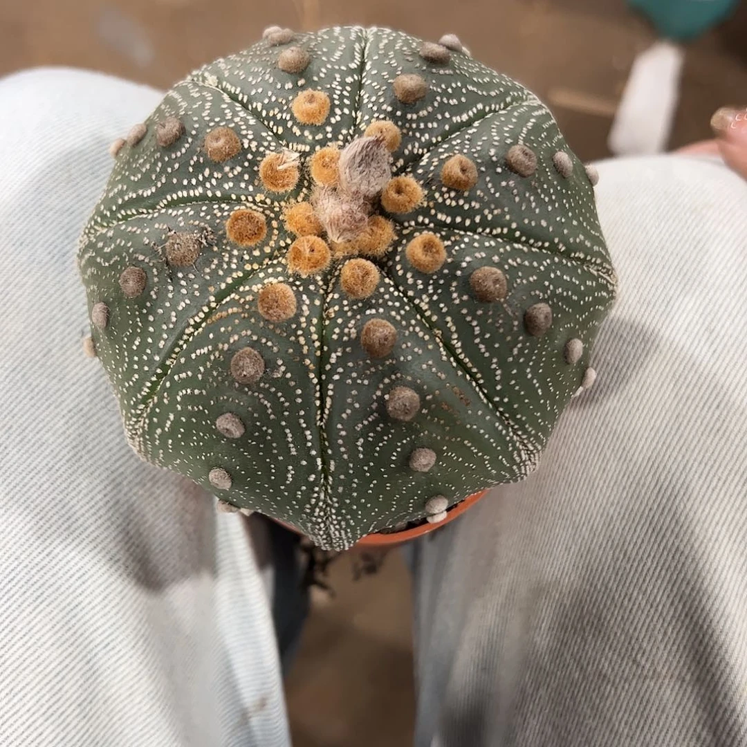 星***雨实生雪花兜一物一拍