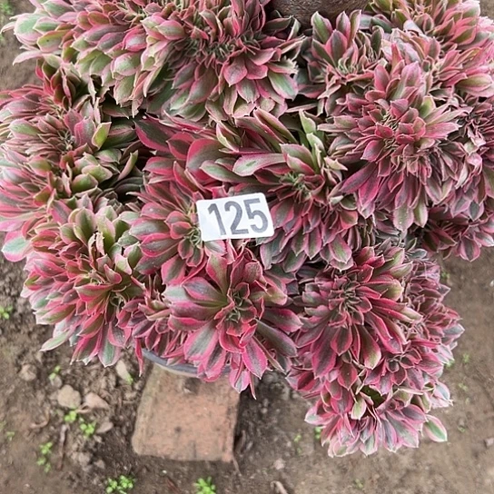 蜜***蜜多肉植物一个女巫125