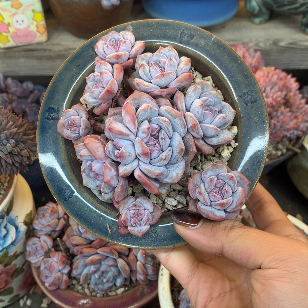 石榴籽无砍小脸花花