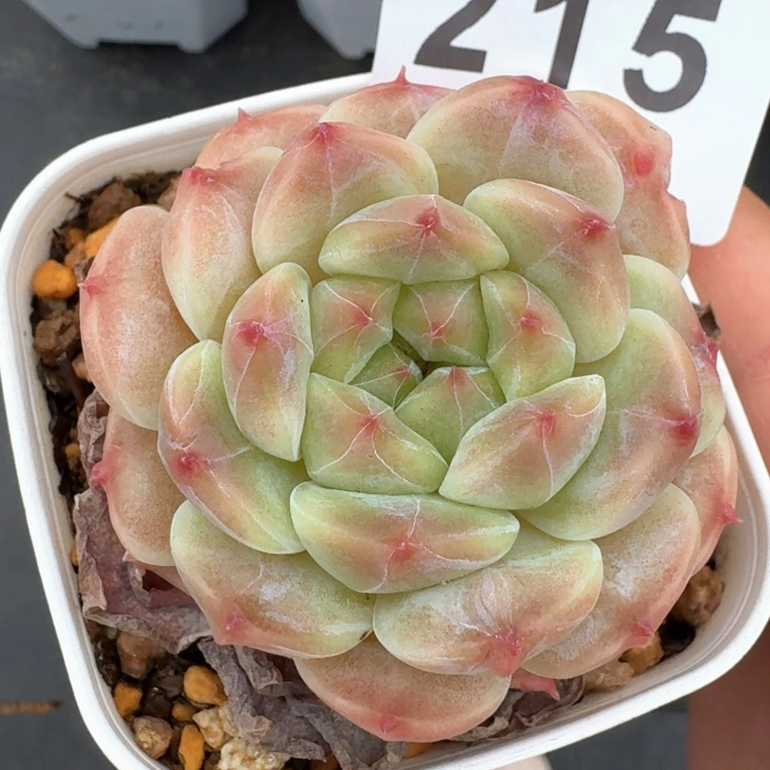 秘境冰魄开播福利         多肉植物