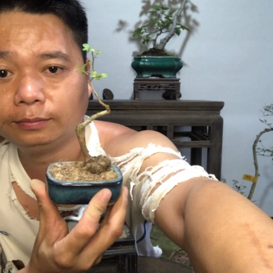 无花朵盆景盆栽植物（不包成活率）