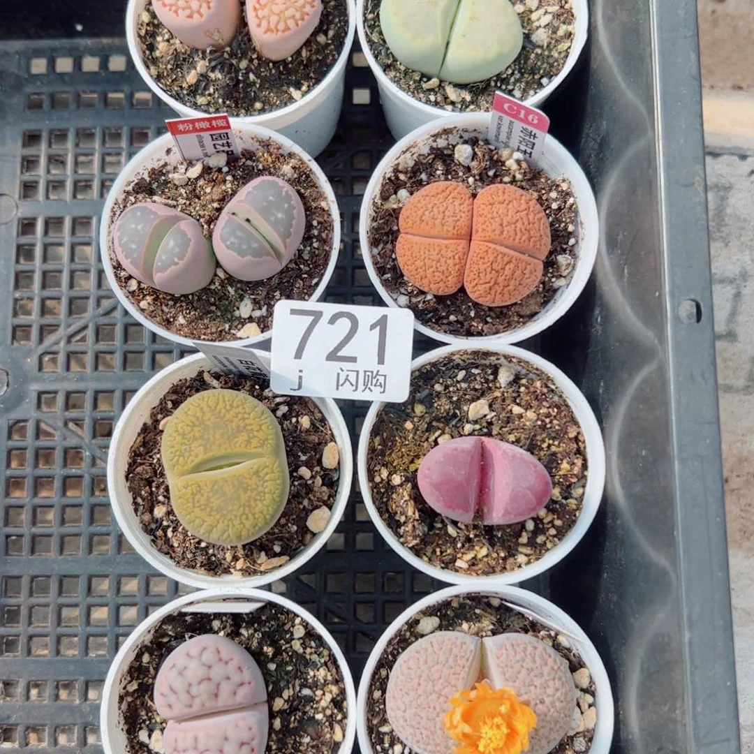 无花朵我****泥我很喜欢这个J721