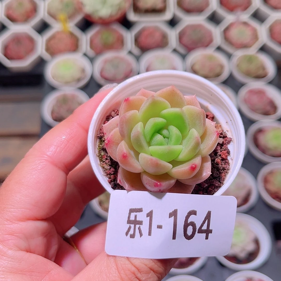 乐然1-164 新品单头