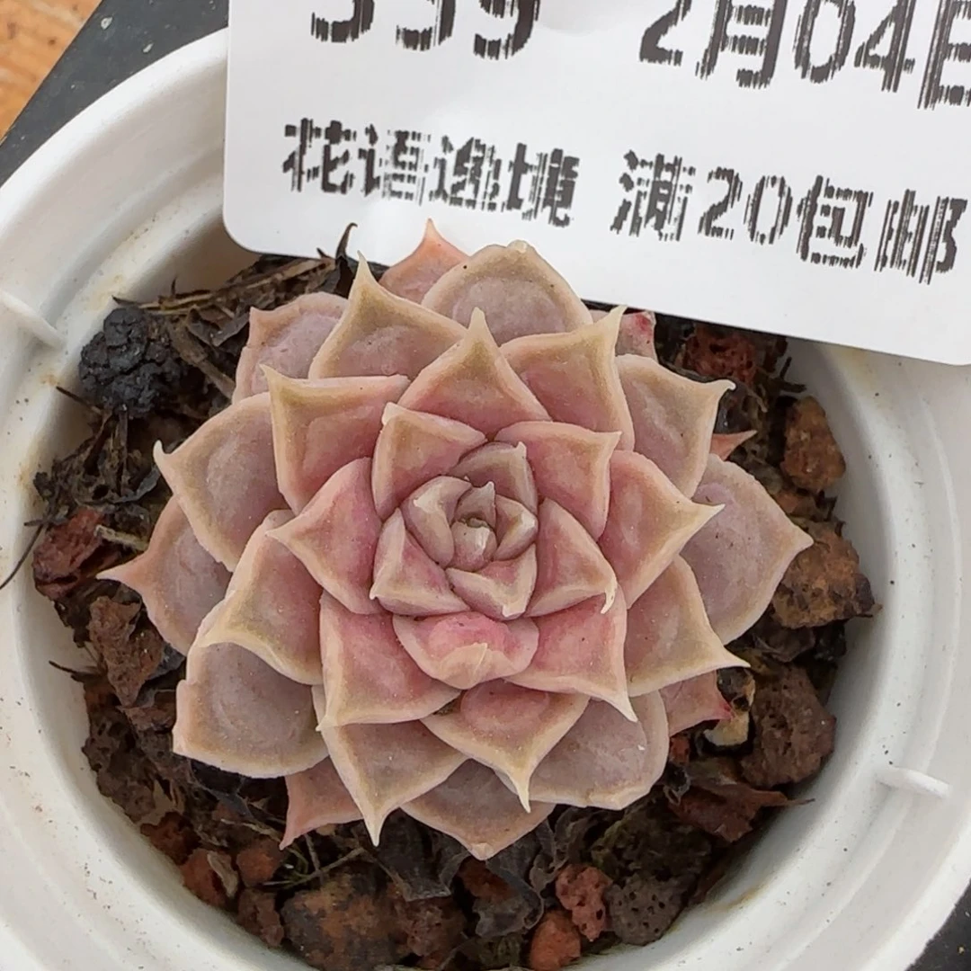 花语逸镜0204-359