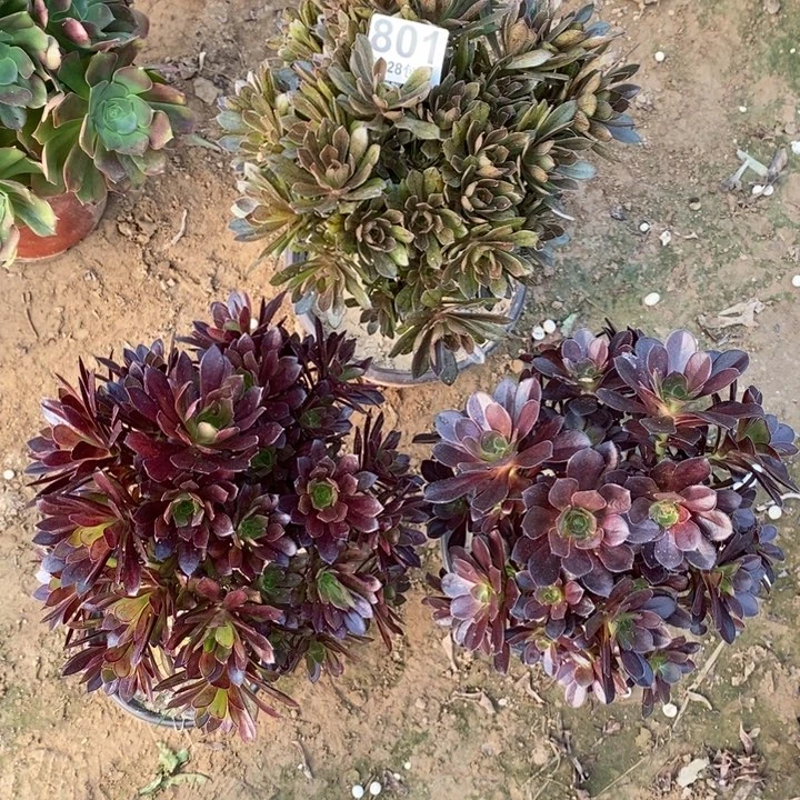 801黑法师多肉植物