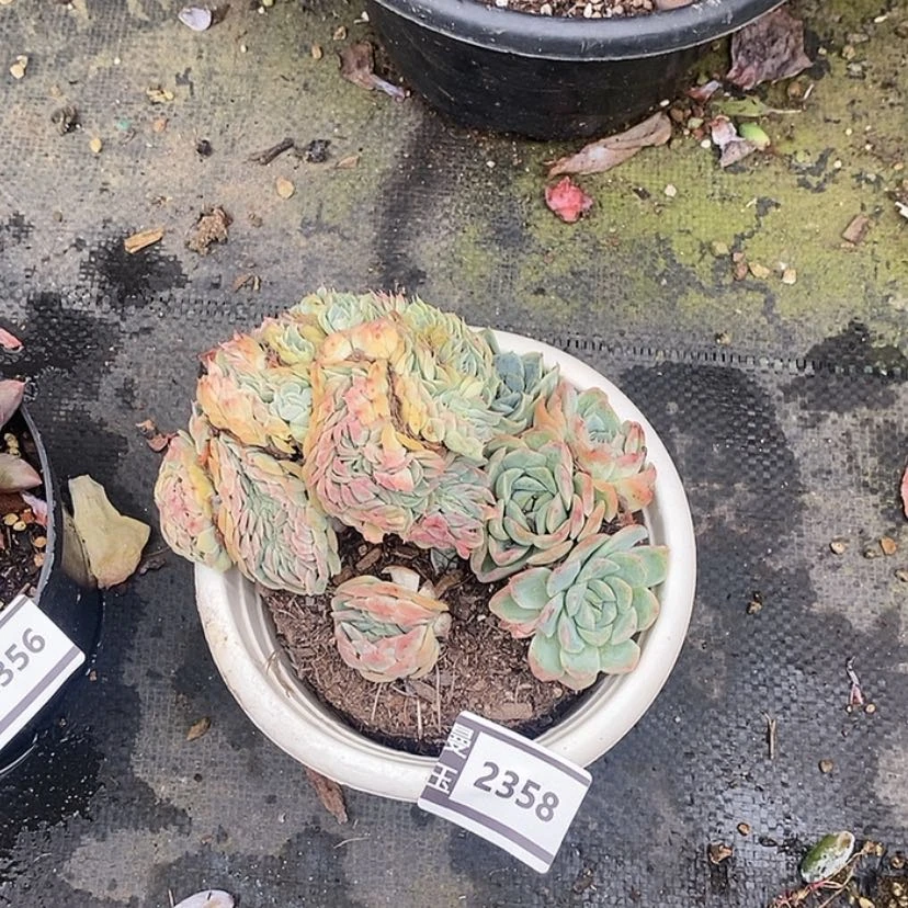 【闪购商品】香妃月影缀2358
