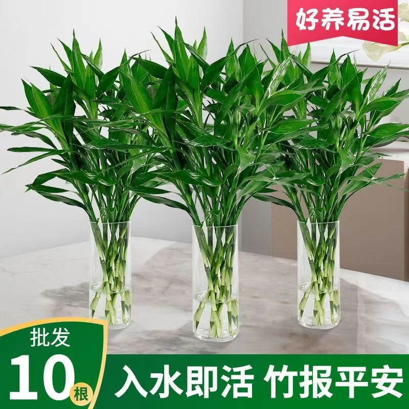 富贵竹水培盆栽室内绿植花卉好养活净化空气节节高