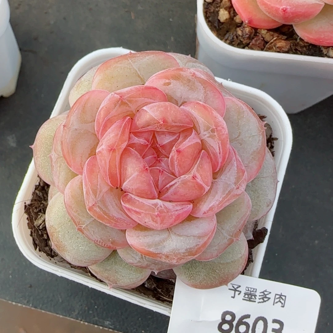 新品，8603多肉植物