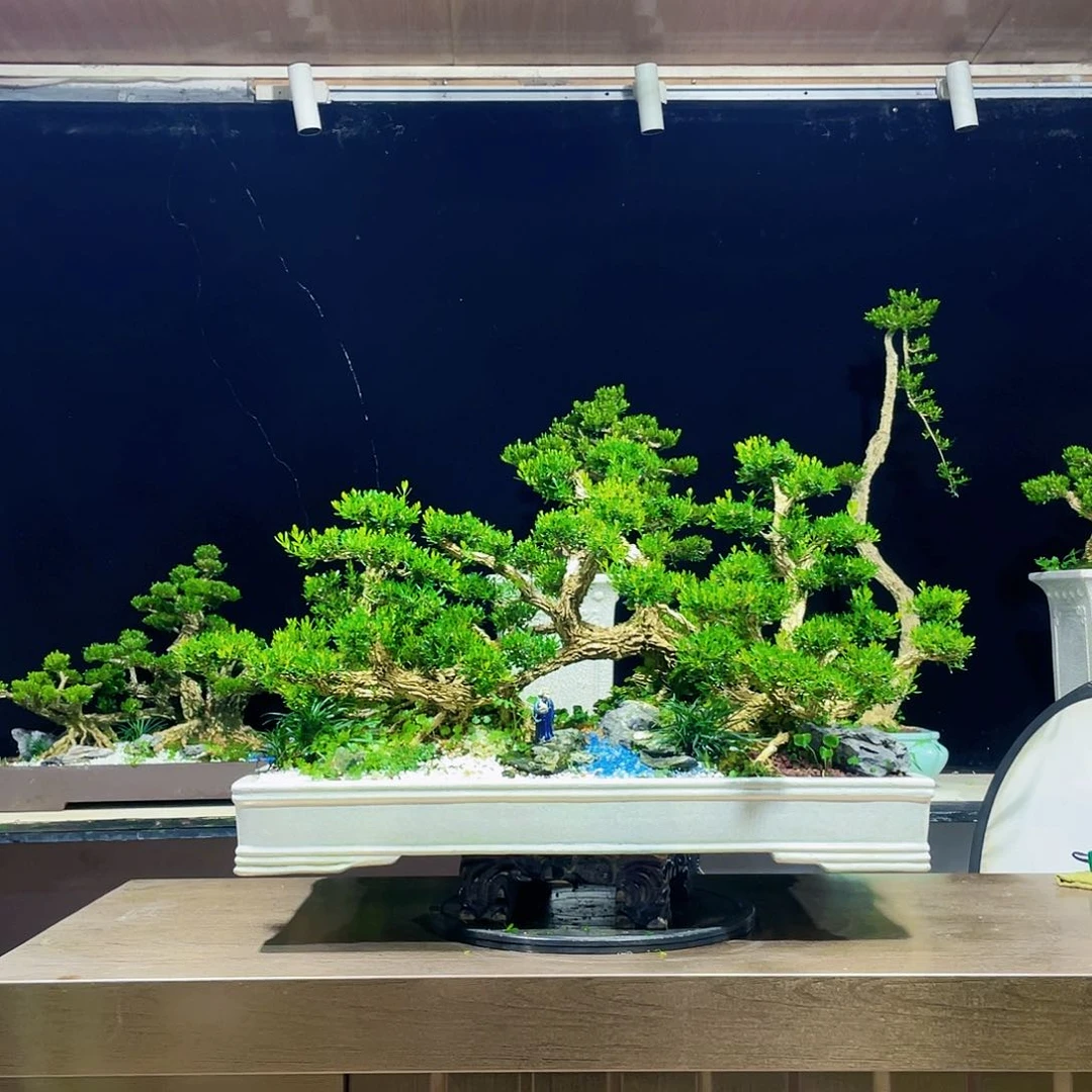 黄杨盆景四季常青