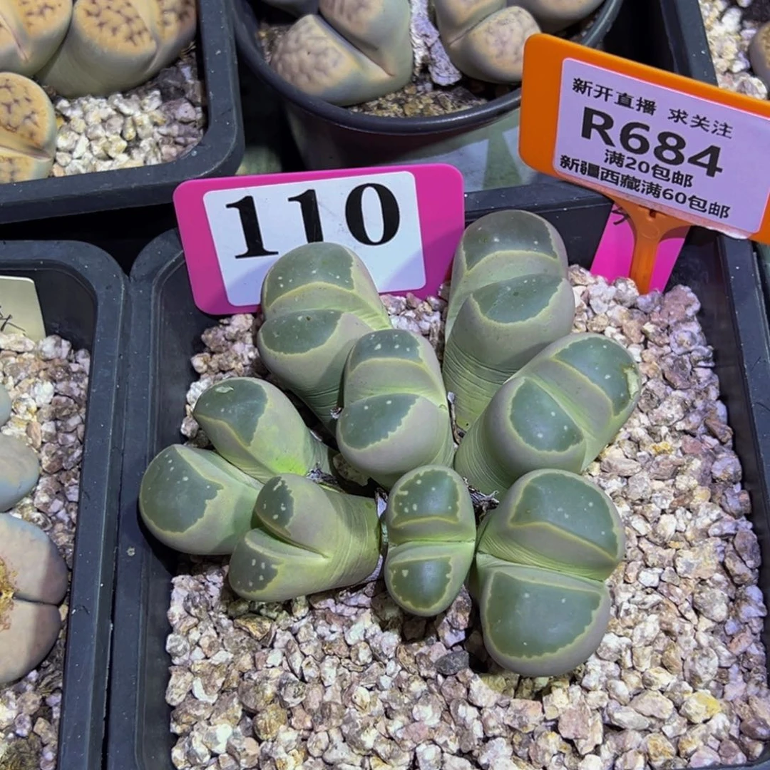 小***俞684 一物一拍，默认有伤，介意勿拍，不退不换