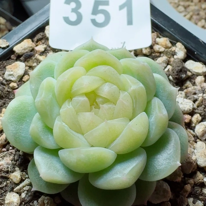 泼天富贵         精控精养多肉植物