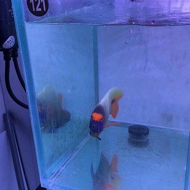 121号蓝面蓝面检疫