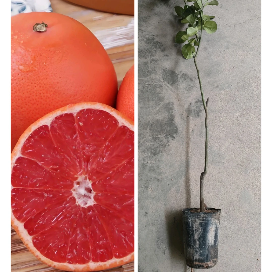 1顺丰包邮【家庭必种】三红葡萄柚树苗四季种植可盆栽