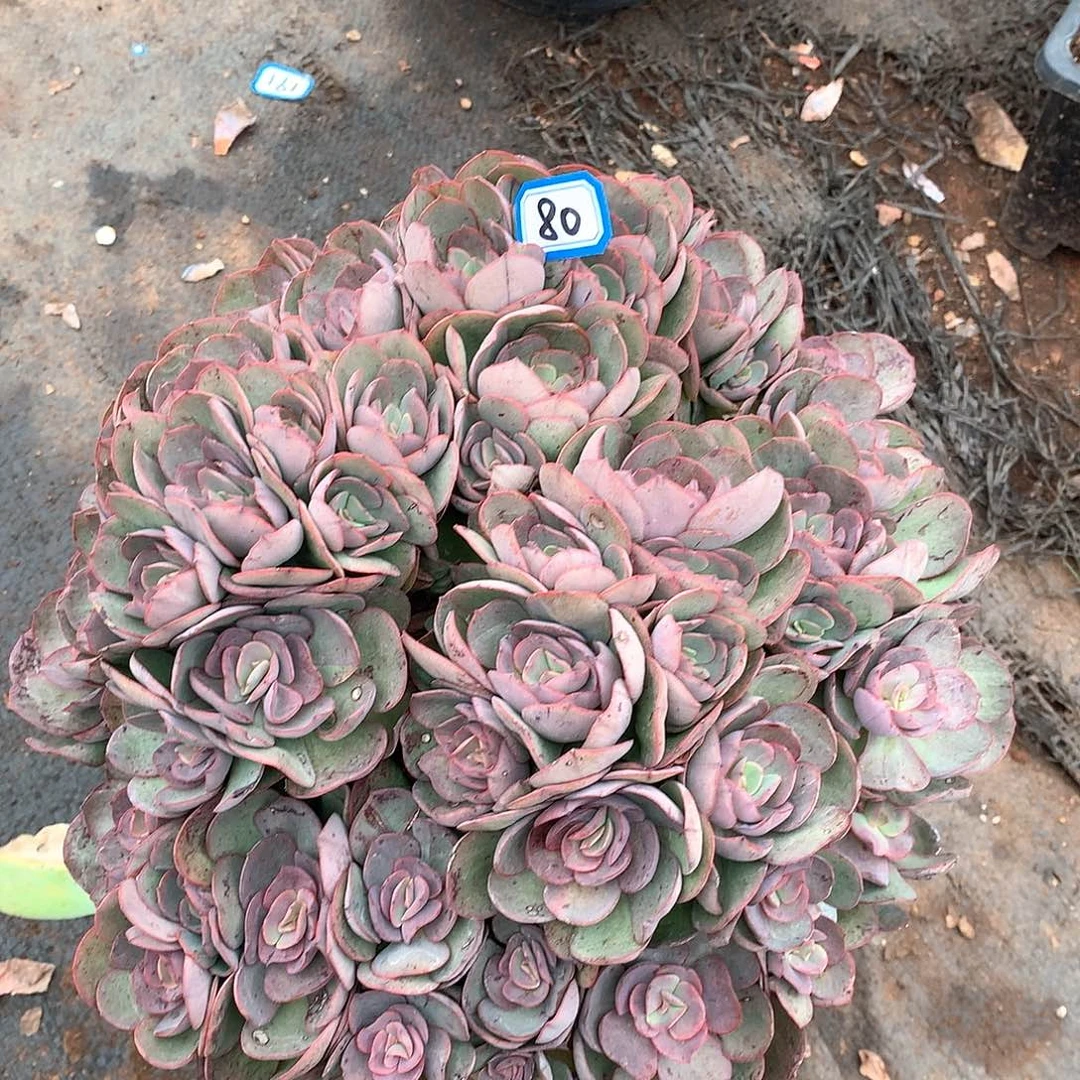 80秀妍一物一拍多肉