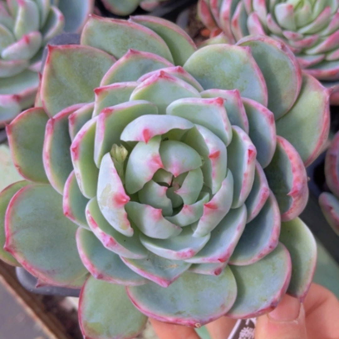 【闪购商品】惊鸿仙子0804