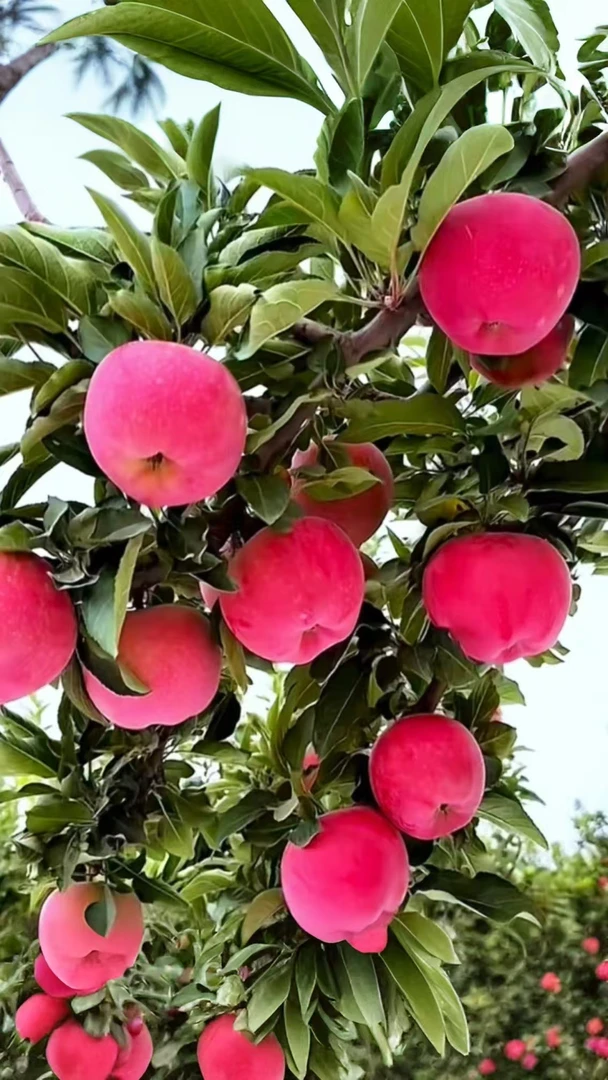 山西运城临猗县新红星苹果，色泽艳丽，纯甜无酸，脆粉两吃