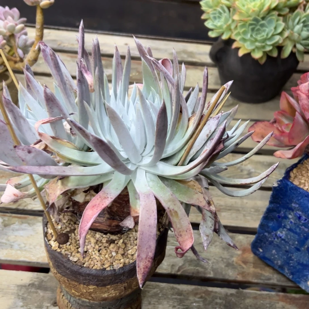 回***香仙女杯38零零多肉植物