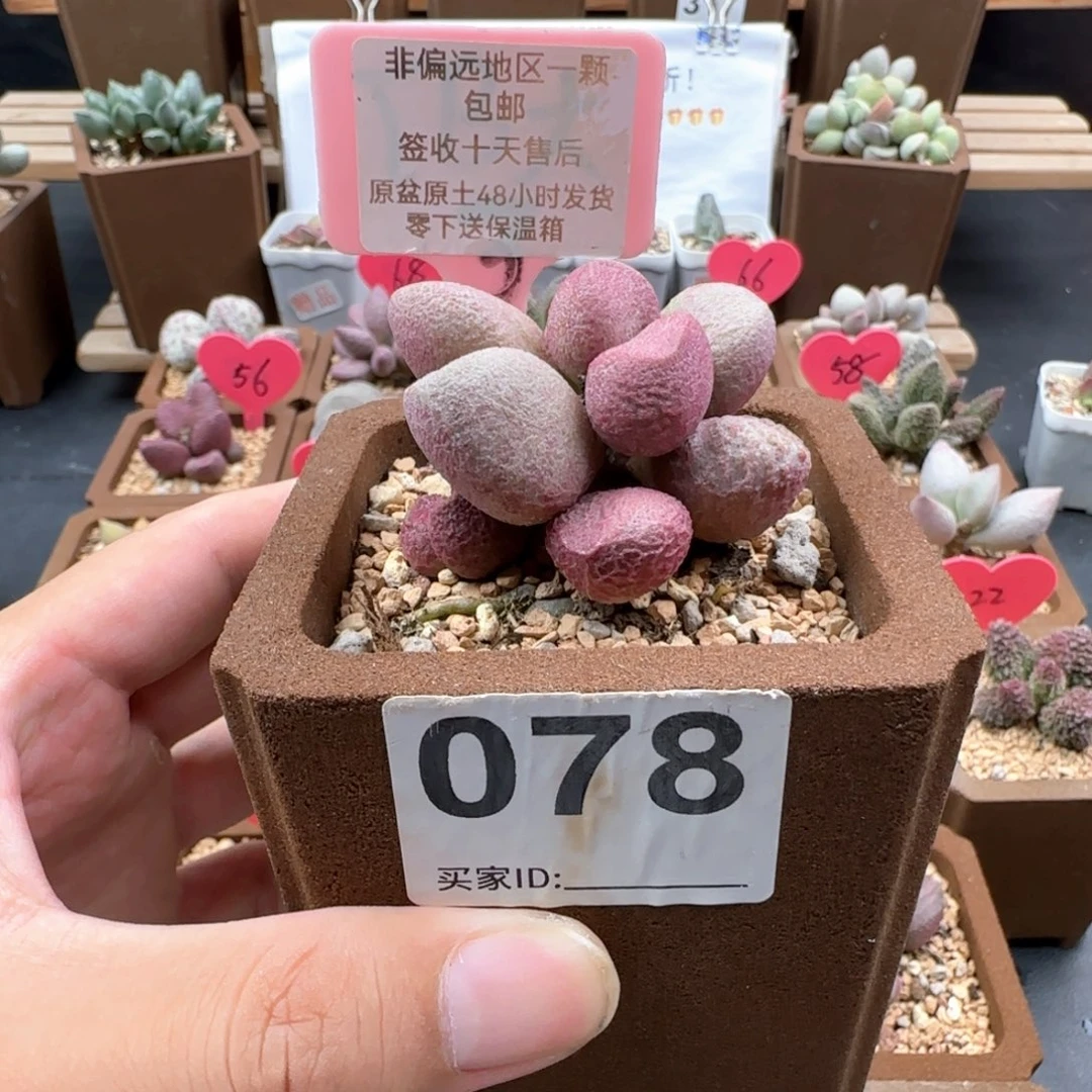 轩*078红烧肉多肉植物