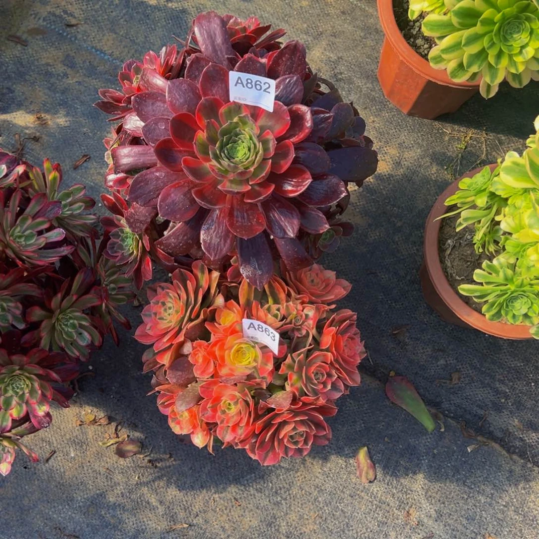 完*862.3法师组合，多肉植物