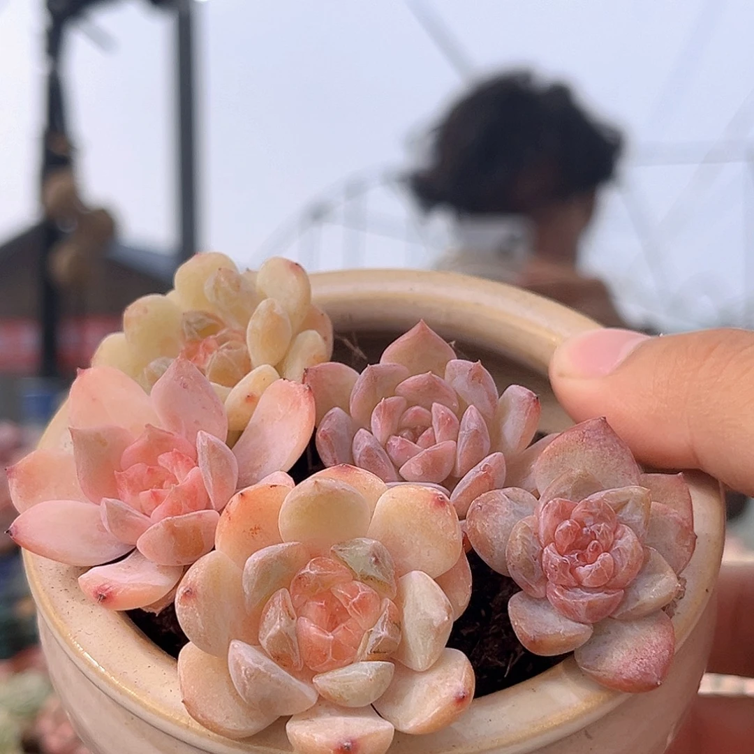 珍妮系列一物一拍