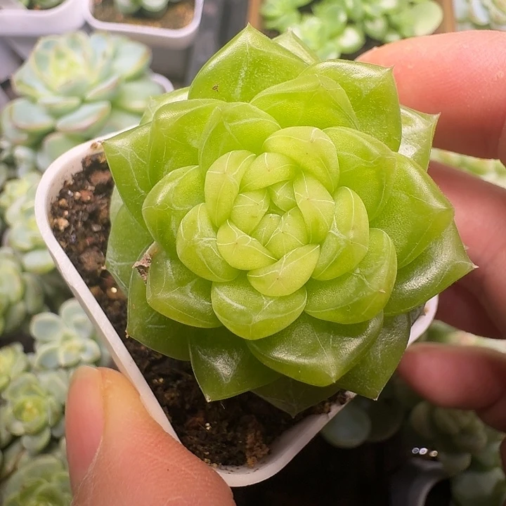 枕月珍妮单头福利