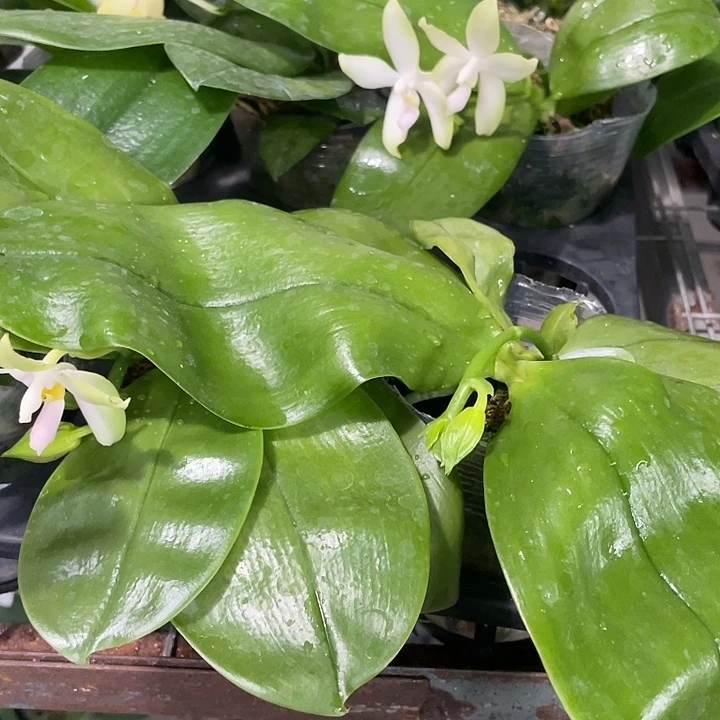 完全开放处理苗 粉贝2.8寸 浓香