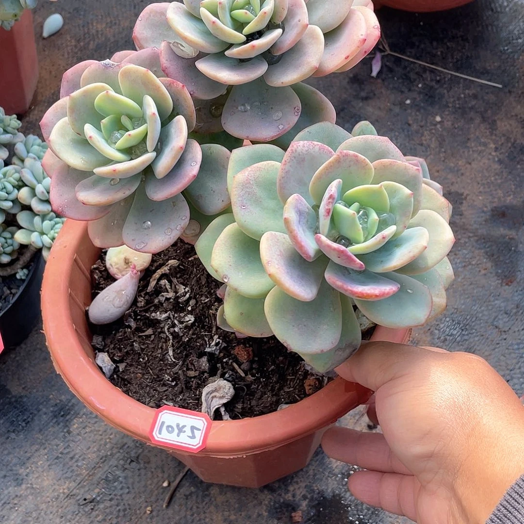 1045白月光 一物一拍多肉