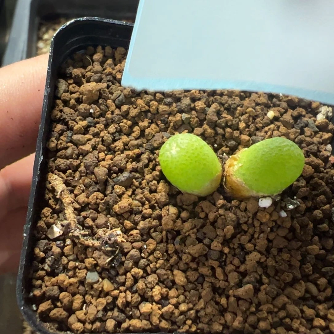17-185玉米多肉植物,