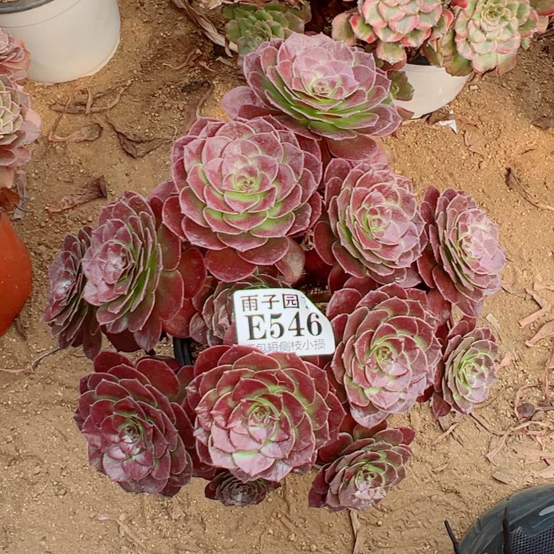 546黑珍珠尺寸20左右