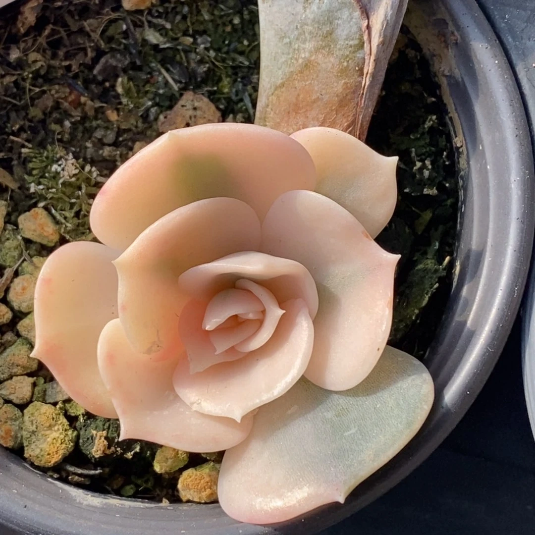 726双子座锦拉丝花脸