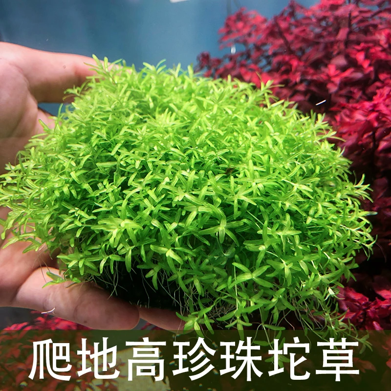 高珍珠坨草阴性水草无需底沙用于鱼缸造景生态缸水草造景植物