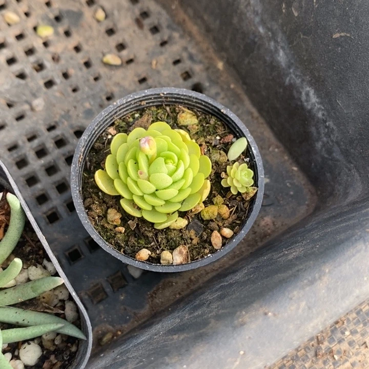 萌*妹捕虫堇，一物一拍