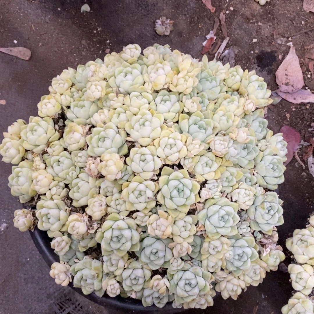 厚叶月影大盆整桩带盆土