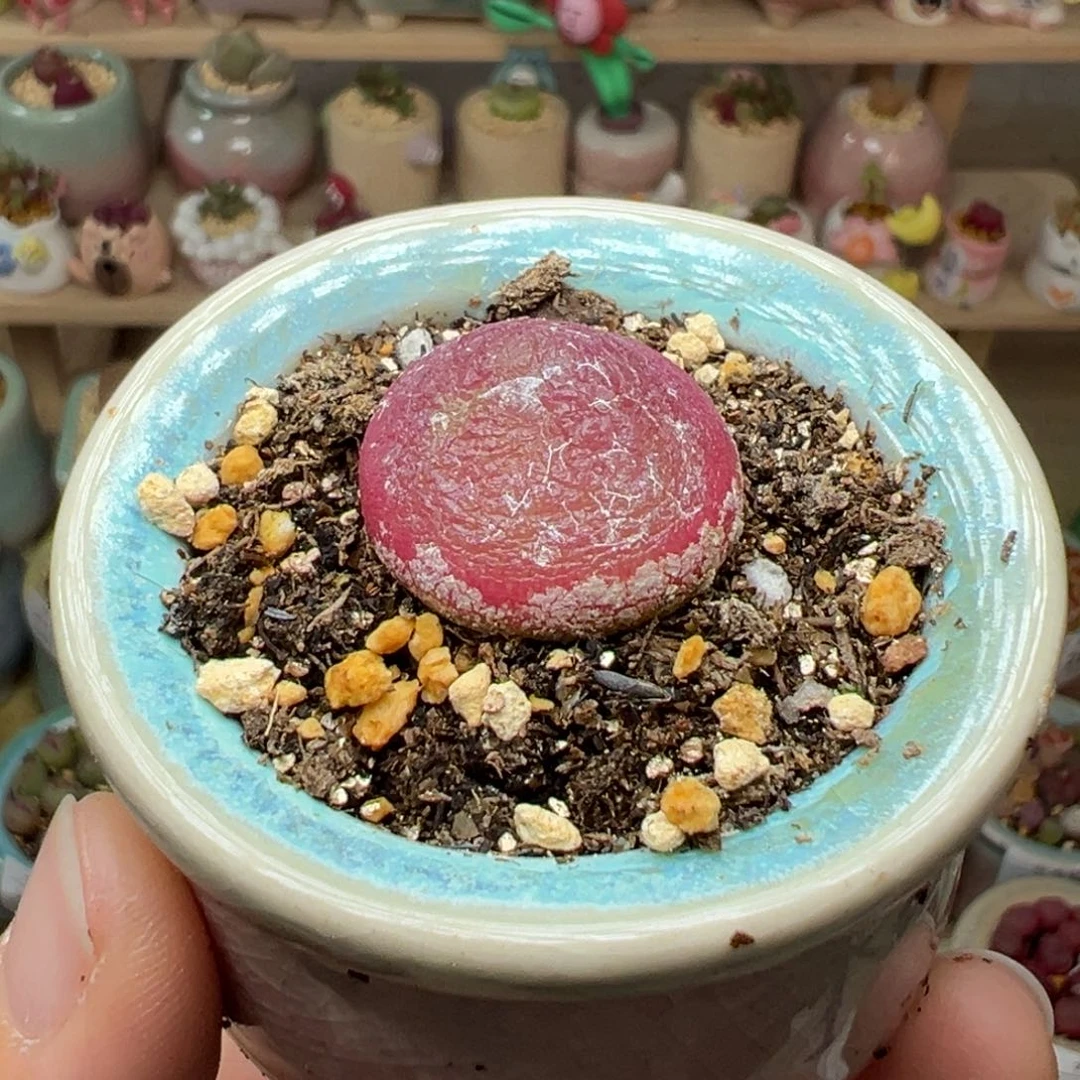 多肉植物57号灯泡