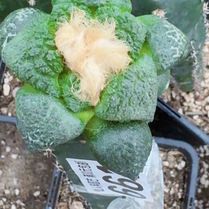无花朵福利苗接龟甲连山661